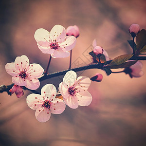 粉色的植物东方美丽日本樱桃花背景春日有朵的图片