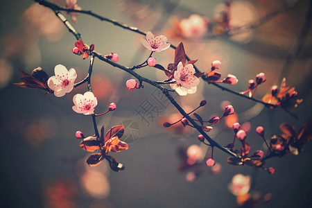 健康开花美丽的日本樱桃花背景春日有朵的果园图片