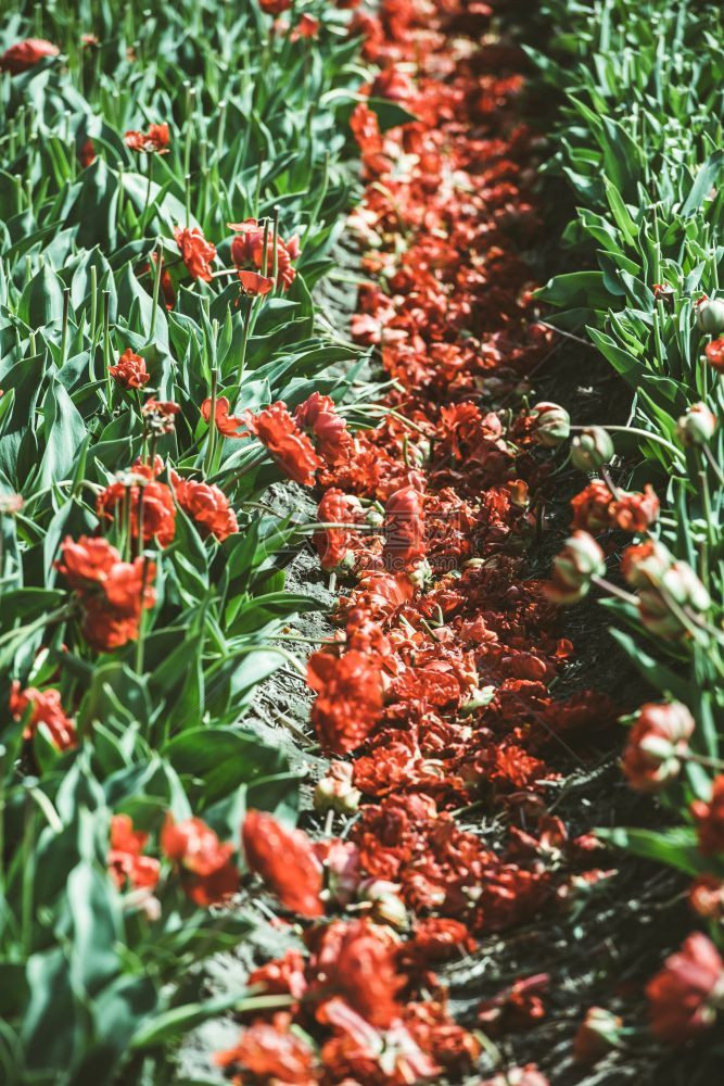 红郁金流田地排荷兰收割时间有落花瓣景观污垢土壤图片