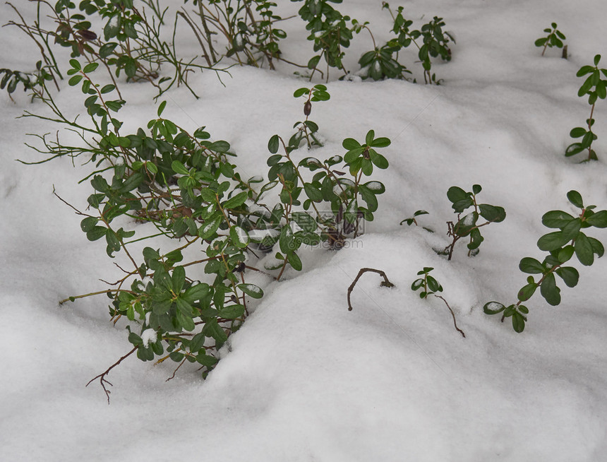 第一雪白覆盖的红莓灌木丛上面盖着第一场雪白天的户外图片