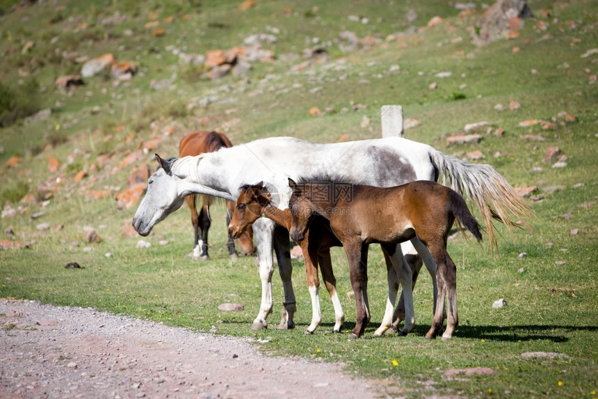 家畜户外景观灰色的马和草地上两只鹅图片