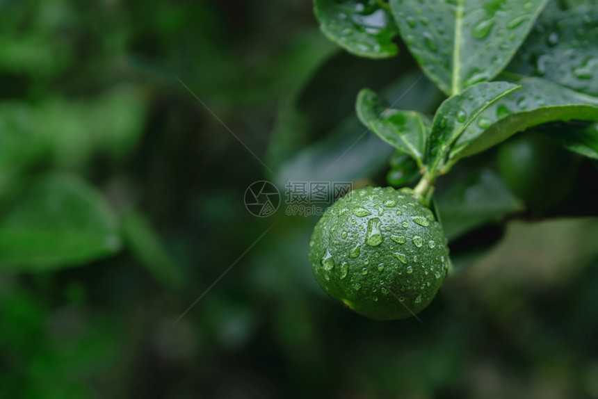 装饰风雨日或水后被射杀的东南亚原住民在有机农庄中新鲜绿色柠檬健康食物图片