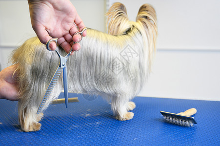 修剪狗毛的宠物美容师图片