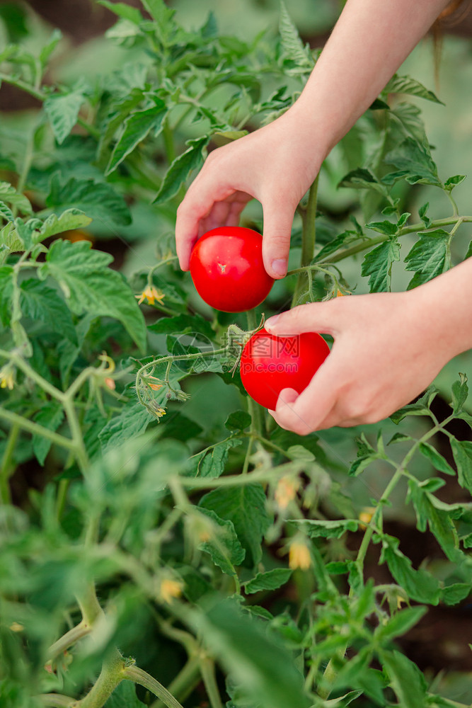 园艺夏天用成熟的红番茄特写手女孩在花园里收集成熟的有机番茄用成熟的红番茄特写手女孩在花园里收集成熟的西红柿植物学图片