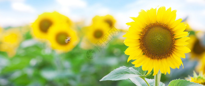 绽放金向日葵田和蓝天空的美丽景色与金向日葵田的小蜜蜂夏月风景观天图片