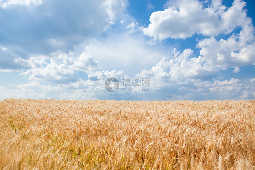 蓝天白云下的金黄色麦田图片