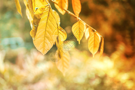 秋季黄色树叶图片