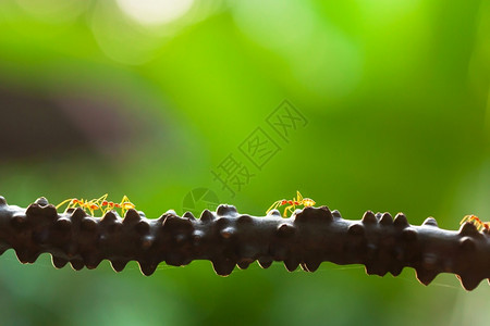 藤蔓殖民地日出时在葡萄藤上行走的一群韦佛蚂蚁落分享图片
