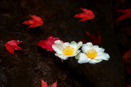 树叶煎鸡蛋花和红色的叶子漂浮在溪流上花瓣漂浮的图片