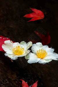 煎鸡蛋树花和红色的叶子漂浮在溪流上阴影开花最佳背景图片