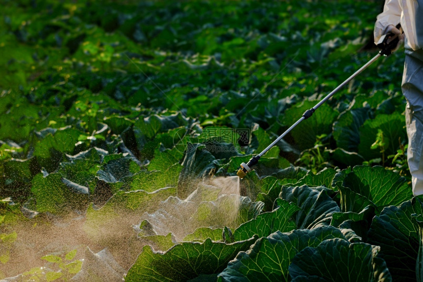 园丁在大型卷心菜植物工厂上用保护服喷洒肥料树叶农场植物学图片
