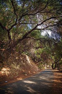 早午餐分支季节通往希腊科孚果树橄榄林的道路图片