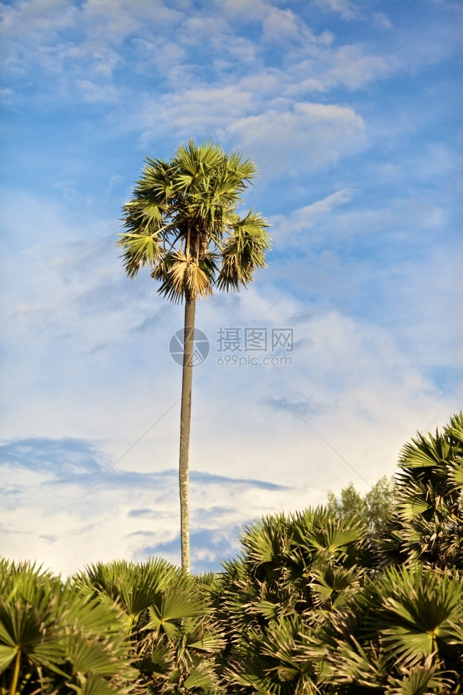 树木蓝色天空背景下的绿椰子棕榈晴天沿海图片