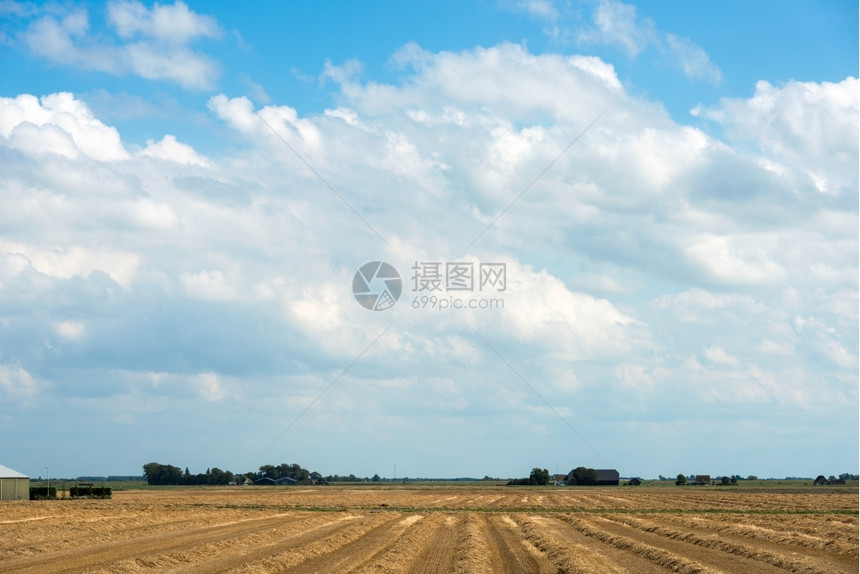 稻草植物叶子金麦和蓝天有建筑物的田地图片