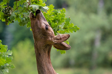 打猎草食用树上橡皮果的鹿野生大自然中的卡普雷奥勒斯欧洲的图片
