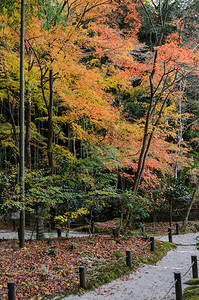 请享用日本京都Enkoji寺庙的瀑布颜色森林花园图片