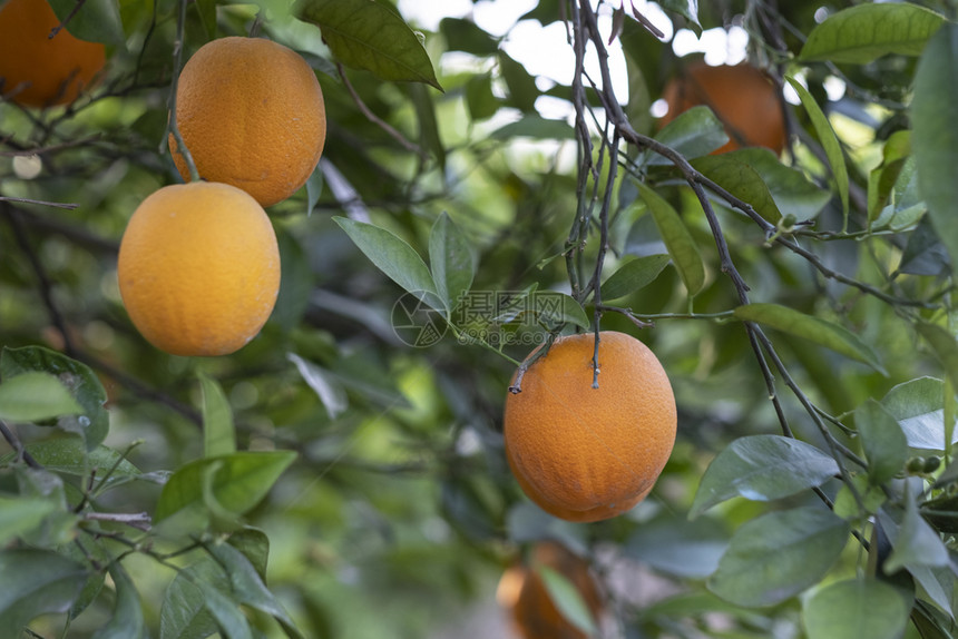 橙木的树枝和橘子多汁的西班牙太阳图片