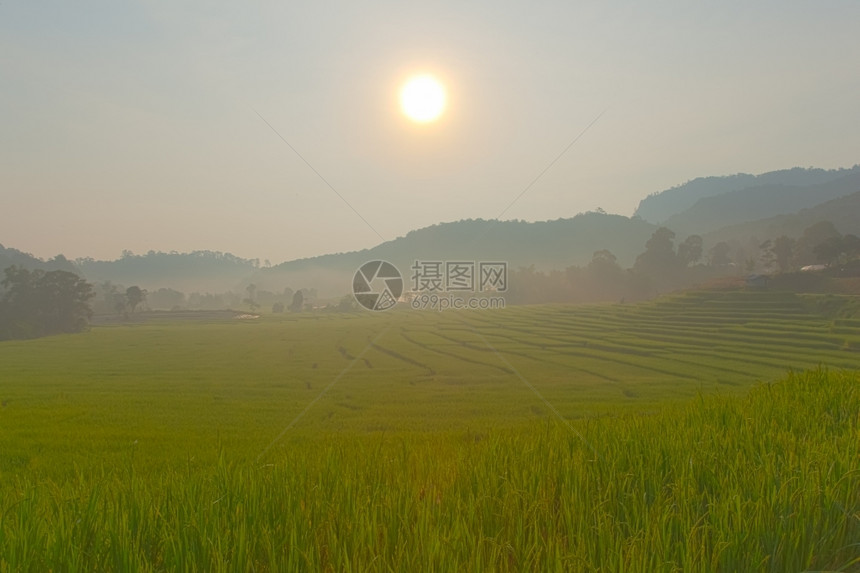 乡村的草农场早上在山种稻田图片