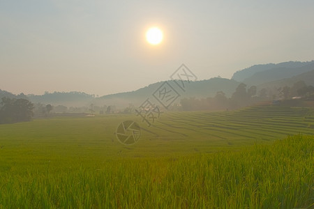 乡村的草农场早上在山种稻田图片