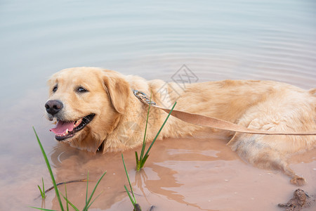 犬狗在湖中浸湿图片