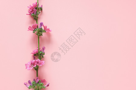 粉红色植物边框躺着布局粉红色背景上带有紫花朵的分支边框带有文本的复制空间顶部视图平躺模板用于您的设计邀请明信片带有紫色花朵的分支边框粉红色背景背景