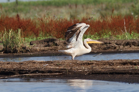 鹈鹕飞从多瑙河三角洲的沼泽地带起飞大型骨蛋白藻靠近SfantuGheorghe迁徙的濒危湿地背景