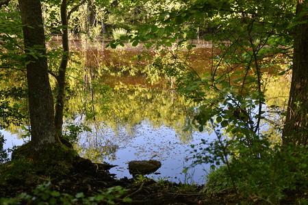 荒野颜色新鲜的在瑞典奥兰岛自然保护区的一个小池塘中美景多彩的反光图片