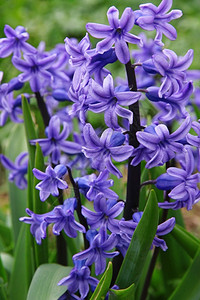 紫色青春花是最早用来作为背景的美丽春天花朵之一可用作背景绽放生长杵图片