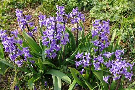 户外绿色盛开紫青春花是最早用来作为背景的美丽春天花朵之一可用作背景图片
