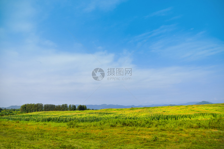 夏天颜色水平的绿玻璃田植物草环境景观天空绿色宁静场景土地田野风景自然图片