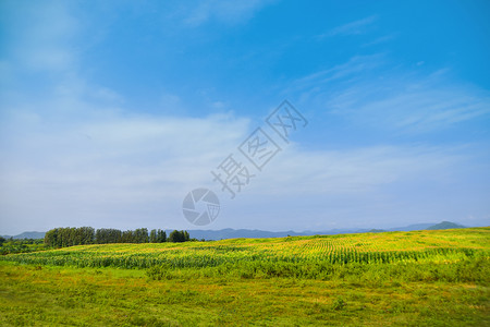 夏天颜色水平的绿玻璃田植物草环境景观天空绿色宁静场景土地田野风景自然图片