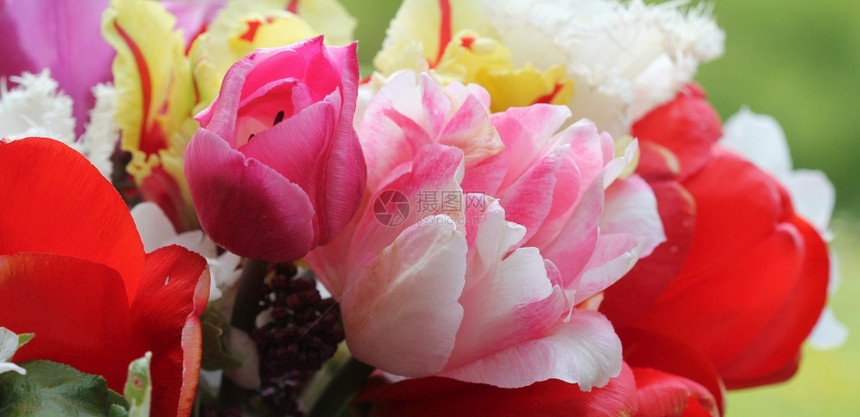 空白的美丽春花一束粉色红白的郁金香美丽春花一束粉色白的郁金香明亮柔软图片