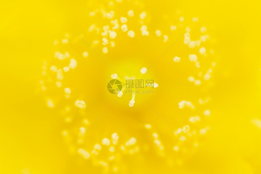 黄色的花粉图片