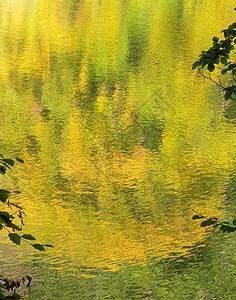 秋季金黄色的湖水图片