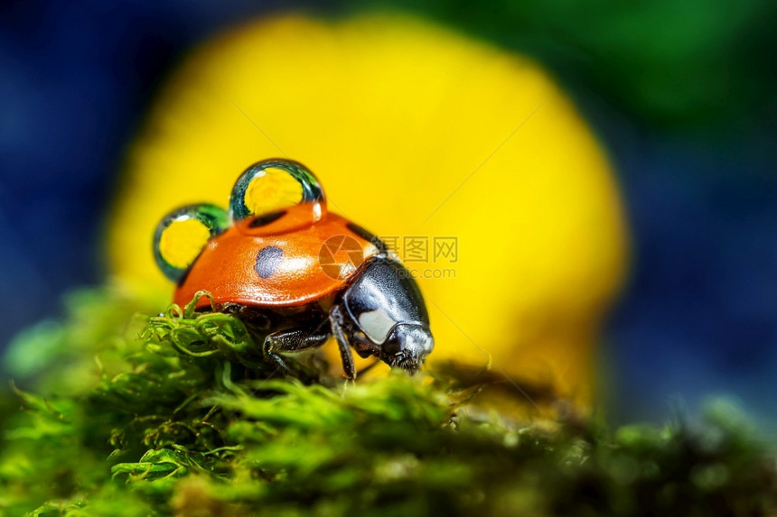 反映黄色花朵的水滴Ladybug自然概念春季夏环境日宏观照片复制空间Microphotospace细节季夏天图片