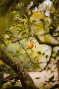 自然白天在树上种橙子水果照片西班牙语图片
