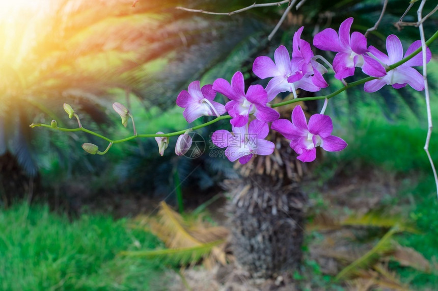 紫丁香清晨美丽的紫兰花朵树枝绿色草地原背景和太阳耀斑脆弱花的图片