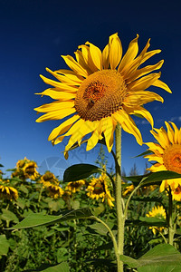 绿色植物群户外田野中鲜花向日葵蓝天田地美丽的然彩色背景图片