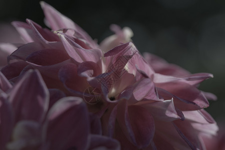 大丽花美桌子深色背景上的紫达莉亚花特写深色背景上的紫达莉亚花图片