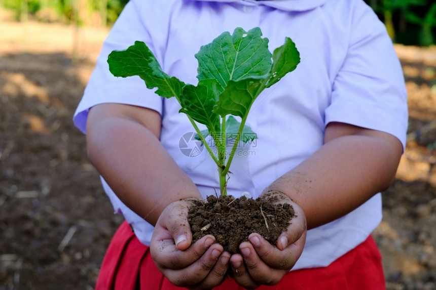 栽培的在有机农场里女孩手握着幼苗卷菜蔬生长地面图片