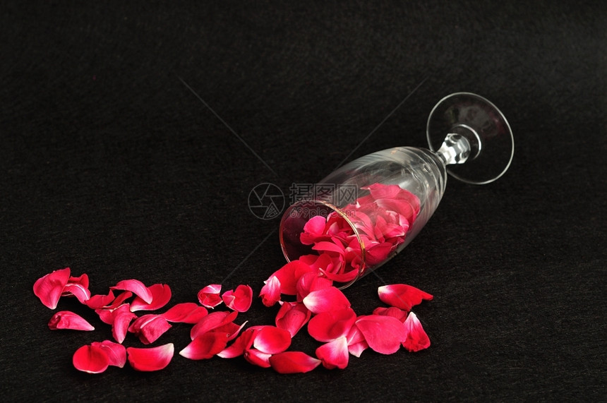 春天长笛盛满玫瑰花瓣的香槟杯庆典图片