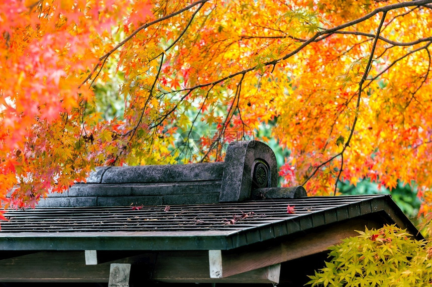 日本秋季森林里的建筑图片