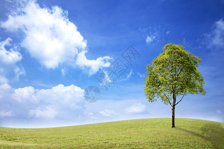 季节绿草地有树蓝天空白云自然夏天图片