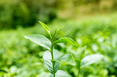 场地健康早上绿茶叶的顶部特写蒙纳图片
