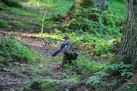 欧洲的美丽夏日森林中的小鸟乌鸦图片