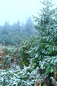 绿色雪覆盖的云杉树枝冬季森林雪中的圣诞树童话般美丽的森林中覆盖着雪的树森林覆盖雪云杉着冬天的森林正在下雪十二月气候背景图片