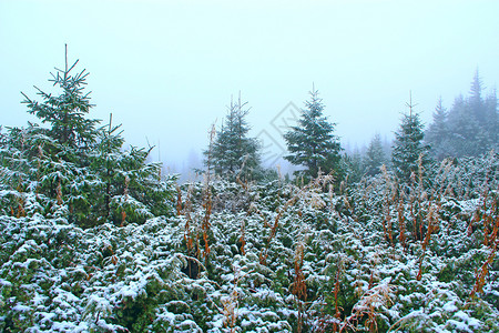 毛皮树云杉树枝被雪覆盖冬季森林雪中圣诞树童话般美丽的树木在森林中被雪覆盖的云杉它在冬季森林下雪冷杉背景图片