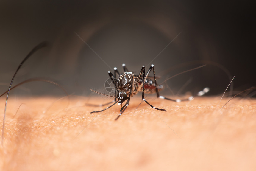 蚊虫子脑炎登盖氏菌和Zika携带的疟疾登革热和Zika传播的蚊子数量不卫生喂食图片