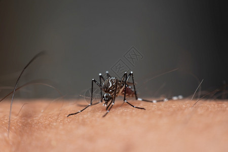 卡氏乳香树蚊子脑炎登盖氏菌和Zika携带的疟疾登革热和Zika传播的蚊子数量寄生夏天药物背景