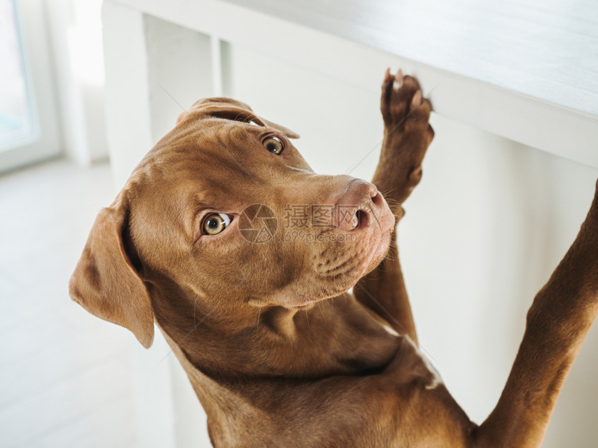 多于棕色的可爱巧克力彩色贴近室内白天灯光关心教育服从训练的概念养宠物可抚摸爱的巧克力彩色贴近小狗卧室图片